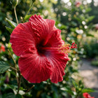 Deep Red Giant Hibiscus Seeds - 100 Seeds
