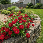 Crimson Zinnia Seeds - 100 Seeds