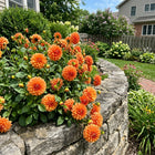 Orange Dahlia Seeds - 50 Seeds