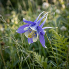 Blue Columbine Seeds - 350 Seeds