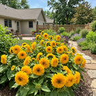 Dwarf Golden Teddy Bear Sunflower Seeds - 100 Seeds