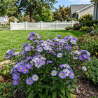 Bicolor Blue Aster Seeds - 50 Seeds