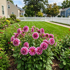 Star Striped Dahlia Seeds - 50 Seeds