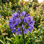 Violet African Lily Seeds - 50 Seeds