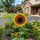 Striped Sunflower Seeds - 100 Seeds