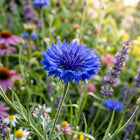 Blue Cornflower Seeds - 200 Seeds