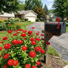 Double Red Zinnia Seeds - 100 Seeds