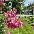 Bicolor Pink Crape Myrtle Seeds - 100 Seeds