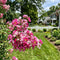 Crape Myrtle Seeds