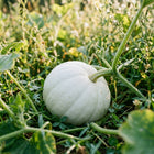 White Lumina Pumpkin Seeds - 15 Seeds