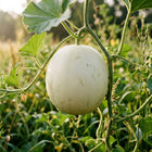 White Skin Sweet Melon Seeds - 50 Seeds