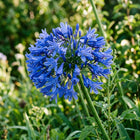 Blue African Lily Seeds - 35 Seeds