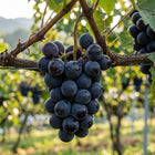 Kyoho Giant Black Grape Seeds - 50 Seeds
