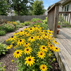 Lemon Yellow Black Eyed Susan Seeds - 300 Seeds