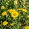Garland Chrysanthemum Seeds