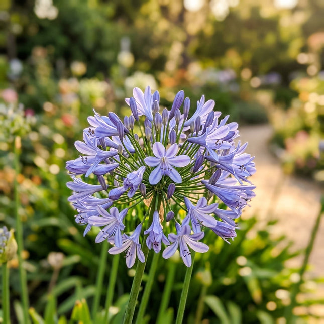 Fresh 50 Lavender African Lily Seeds for Home Gardening - Beautiful Perennial Flowers, for Garden Borders, Heirloom Floral Blooms