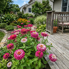 Bicolor Pink Zinnia Seeds - 100 Seeds