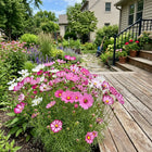 Seashell Cosmos Seeds - 100 Seeds