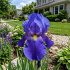 Bearded Blue Iris Seeds - 50 Seeds