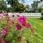 Magenta Cosmos Seeds - 100 Seeds