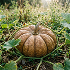 Fairytale Pumpkin Seeds - 15 Seeds