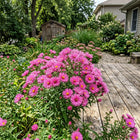 Long-Blooming Pink Aster Seeds - 50 Seeds