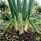 Japanese Bunching Onions Seeds - 500 Seeds