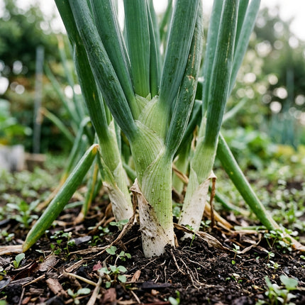 500 Japanese Bunching Onions Seeds for Planting - Premium Heirloom Japanese Bunching Onions Seeds for Home Garden
