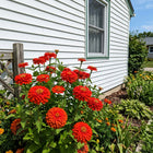 Red Zinnia Seeds - 100 Seeds