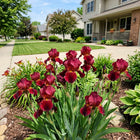 Red Iris Seeds - 50 Seeds