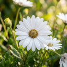 Crisp White South African Marigold Seeds - 50 Seeds