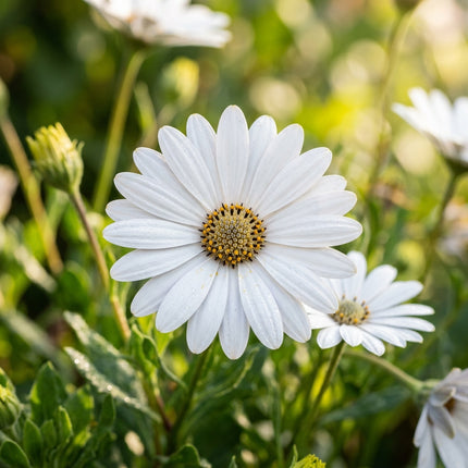 50 Crisp White South African Marigold Seeds for Planting - Elegant Osteospermum - Beautiful Daisy-like Cut Flowers
