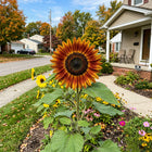 Fast-Growing Autumn Beauty Sunflower Seeds - 100 Seeds