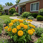 Double Yellow Zinnia Seeds - 100 Seeds