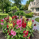 Dwarf Mixed Hollyhock Seeds - 100 Seeds