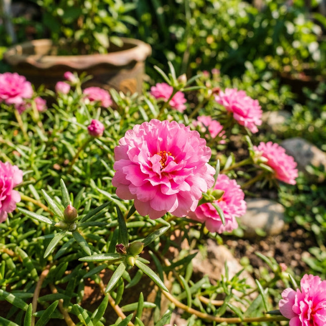 Pink Double Portulaca Seeds - 500 Seeds