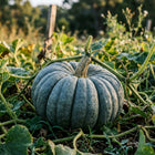 Blue Jarrahdale Pumpkin Seeds - 15 Seeds