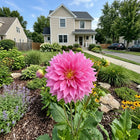 Waterlily Pink Dahlia Seeds - 50 Seeds