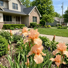 Peach Iris Seeds - 50 Seeds