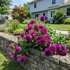 Purple Dahlia Seeds - 50 Seeds