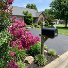 Lavender Crape Myrtle Seeds - 100 Seeds