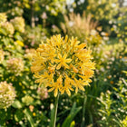 Gold African Lily Seeds - 50 Seeds