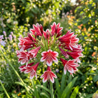 Bicolor Red African Lily Seeds - 50 Seeds