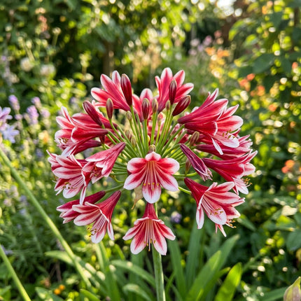 50 Count Bicolor Red African Lily Seeds - Long Lasting Patio Blooms, for Home Garden, Beautiful Perennial Flowers