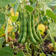 Collection image for: Bean Seeds