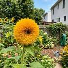 Double Golden Teddy Bear Sunflower Seeds - 100 Seeds