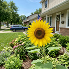 Sunbright Sunflower Seeds - 100 Seeds