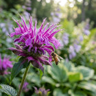 Purple Bee Balm Seeds - 1,000 Seeds