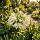 Cream African Lily Seeds - 50 Seeds