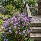 Spider Aster Seeds - 50 Seeds